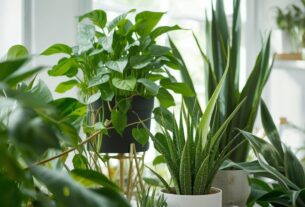 Zamioculca Jiboia Espada de Sao Jorge Aloe Vera Lirio da Paz 1