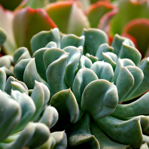 Echeveria para jardim vertical em apartamento pequeno