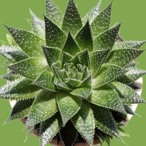 Haworthia suculenta para ambientes com pouca luz