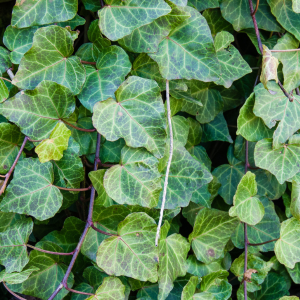 Hera inglesa pendente para jardim vertical sombreado