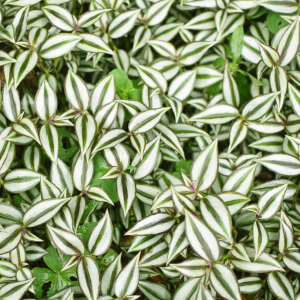 Lambari roxo pendente para jardim vertical