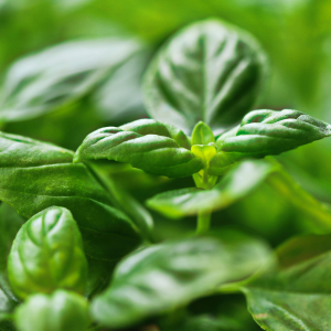 Manjericão em horta vertical de cozinha