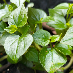 Peperômia com textura para jardim vertical