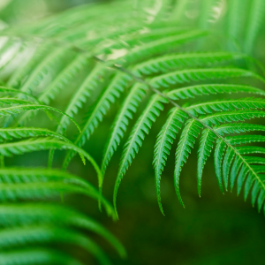 Samambaia pendente em parede verde