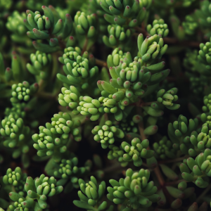 Sedum suculenta rastejante para jardim vertical
